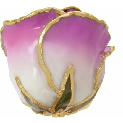 Lacquered Cream & Picasso Ombre Rose with 24K Gold-Plated Trim