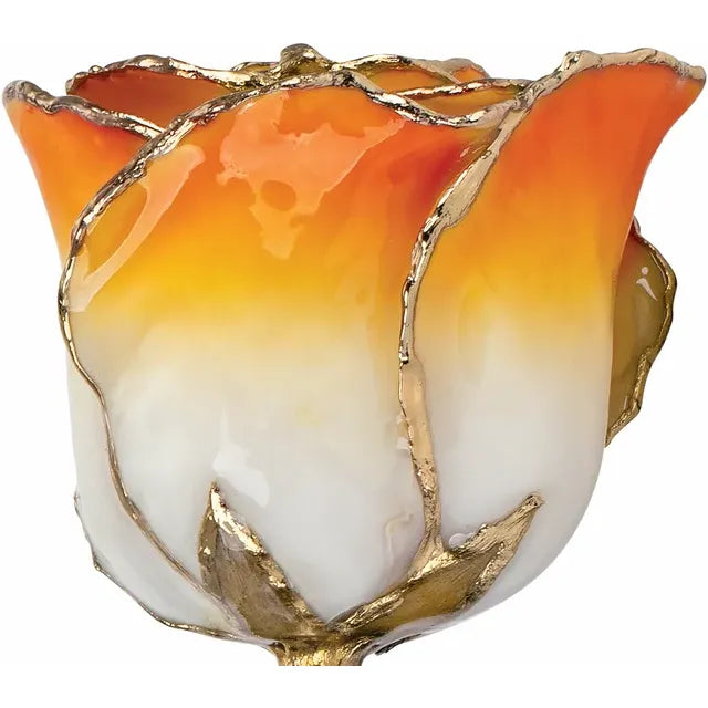 Lacquered Cream & Orange Ombre Rose with 24K Gold-Plated Trim